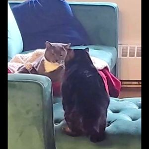 Meet your Posher, Daniel